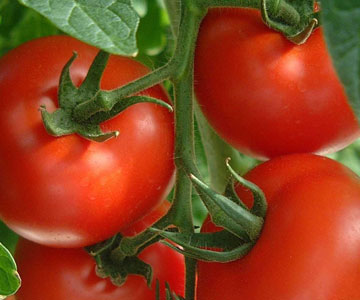 Os benefícios do tomate