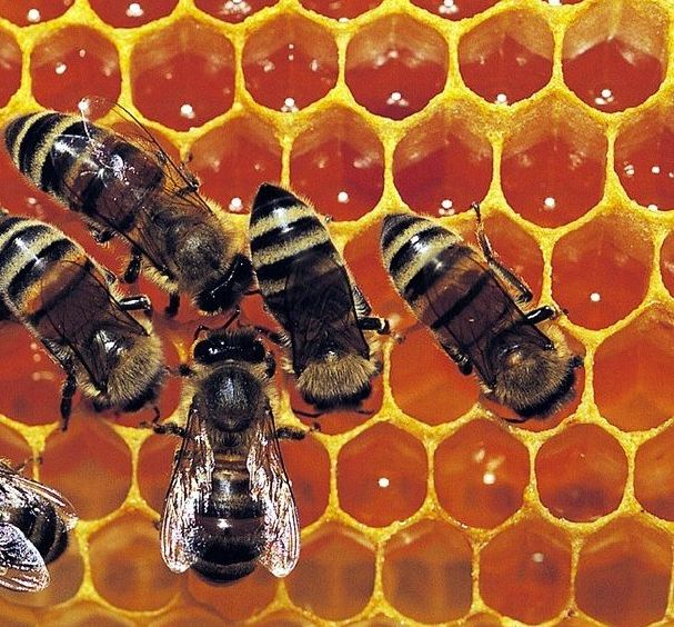 Própolis, o remédio das abelhas: Benefícios e propriedades