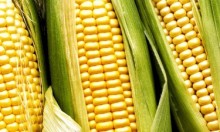 Milho: benefícios e propriedades do milho