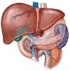 Fígado gorduroso: sintomas e tratamento