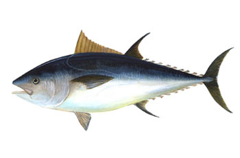 O atum, um alimento básico da dieta Mediterrânea