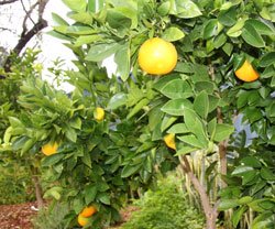 Laranja: fonte de vitamina C