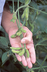 soja legume