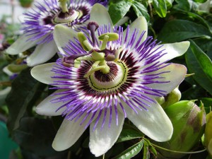 Benefícios e propriedades da flor de maracujá