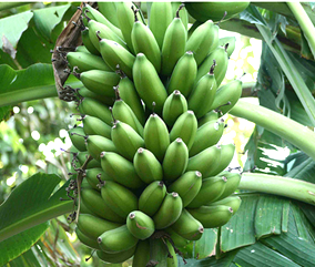 Farinha de Banana verde Para Emagrecer