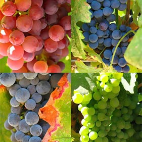 uvas-beneficios uvas beneficios